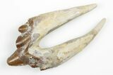Fossil Primitive Whale (Basilosaur) Premolar Tooth - Morocco #215099-1